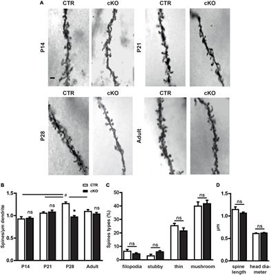 Transient reduction in dendritic spine density in brain-specific profilin1 mutant mice is associated with behavioral deficits